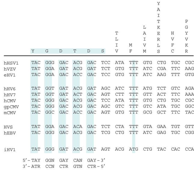 Figure 27.2 - Designing PCR primers.