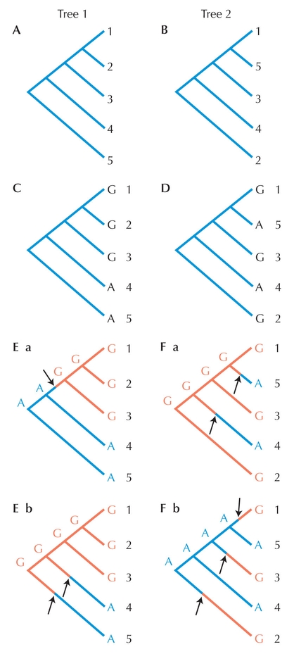Figure 27.10 - Parsimony analysis.