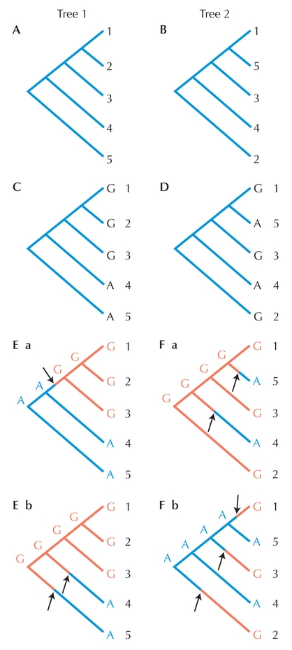 Figure 27.10 - Parsimony analysis.