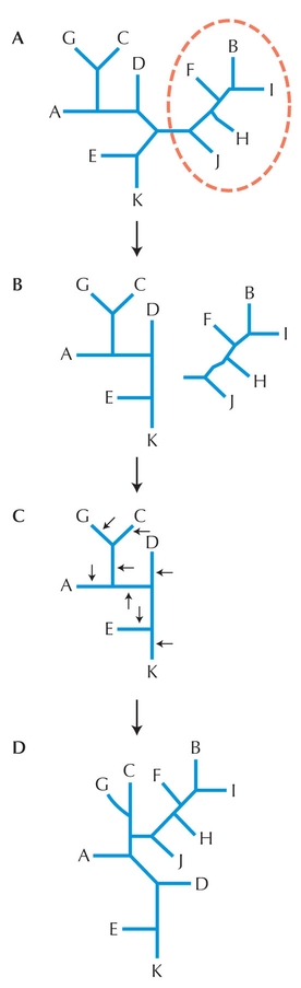 Figure 27.12 - Subtree pruning and regrafting.