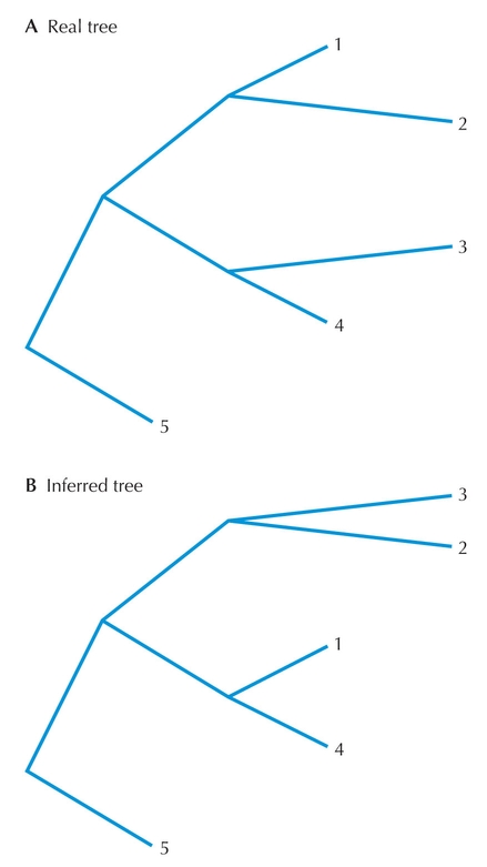 Figure 27.19 - Long-branch attraction.