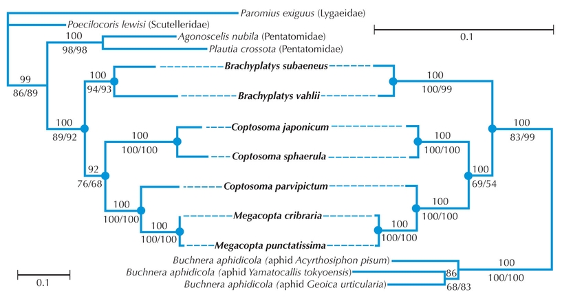 Figure 27.23 - Congruence.