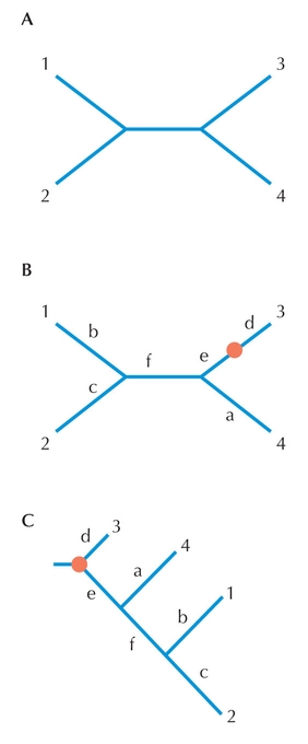 Figure 27.24 - Rooting a tree with an outgroup. (A) Unrooted tree.