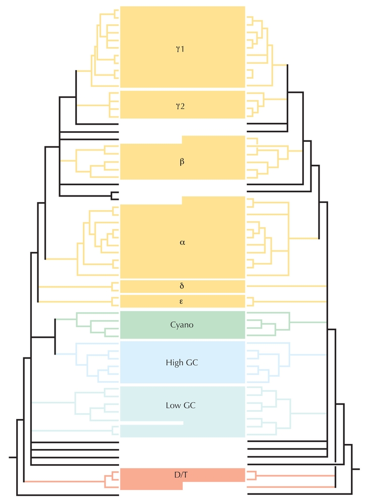 Figure 27.26 - Congruence of different genes.