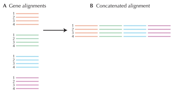 Figure 27.27 - Concatenation.