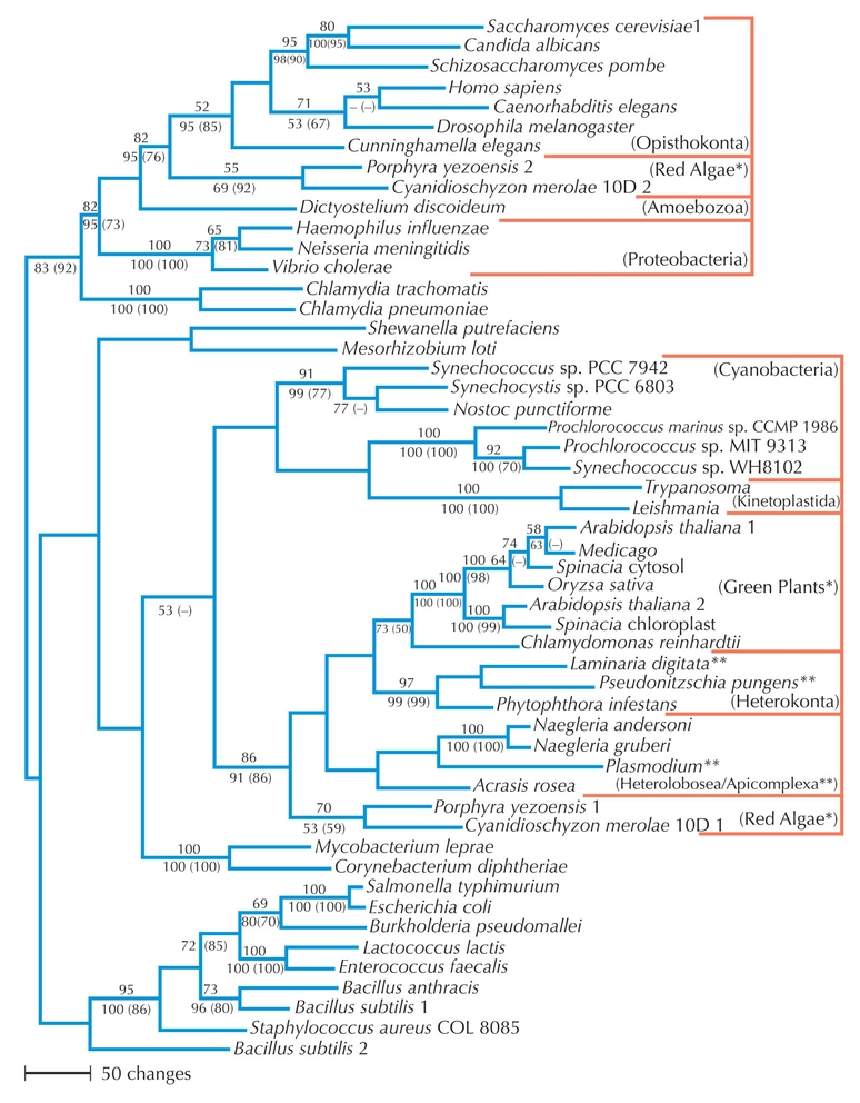 Figure 27.31 - Organellar lateral gene transfer.