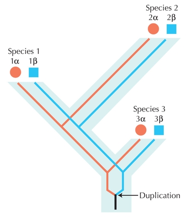 Figure 27.32 - Sequence similarity does not always accurately represent relatedness.