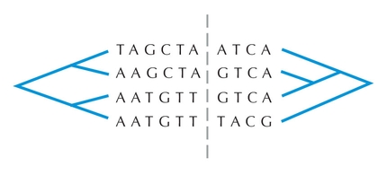 Figure 27.33 - Phylogenetic analysis can be used to detect recombination.