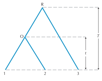 Figure 27.35 - A phylogenetic tree of three species (1, 2, 3) and the ancestral nodes for common ancestors of 1 and 2 (node O) and all three (node R).