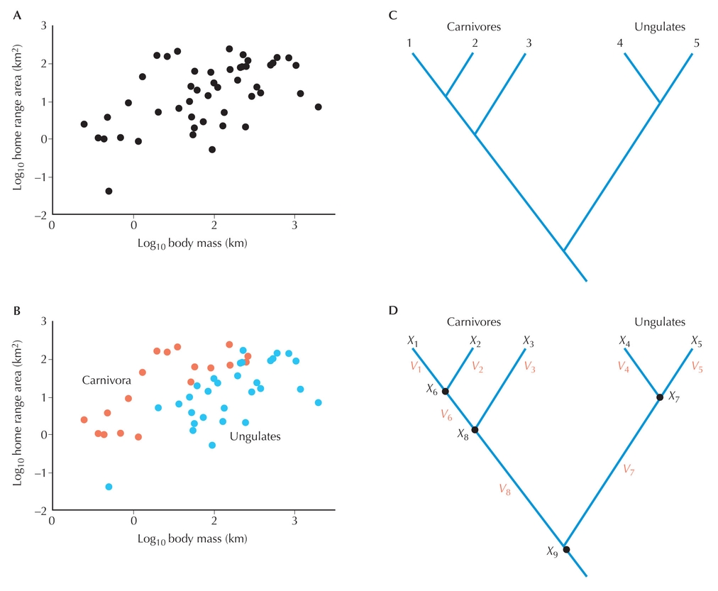 Figure 27.36 - (A) Home range areas of 49 species of mammals in relation to their body size.