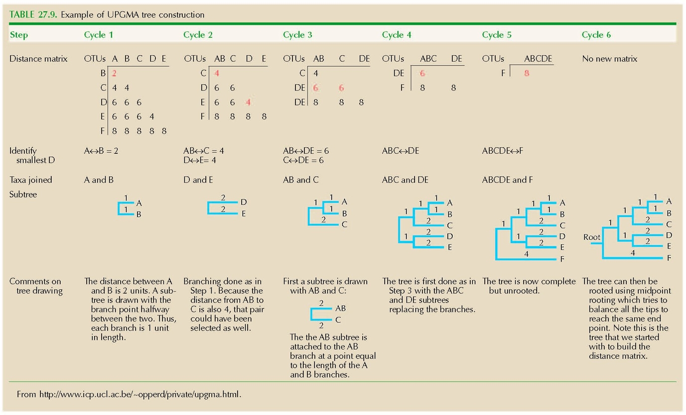 TABLE 27.9. Example of UPGMA tree construction