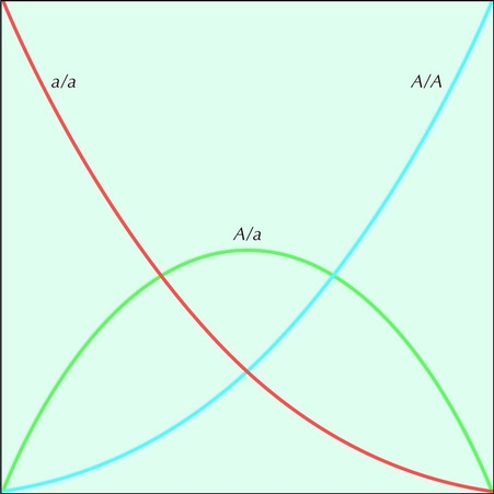 Figure 28.0 - Hardy-Weinberg distribution.