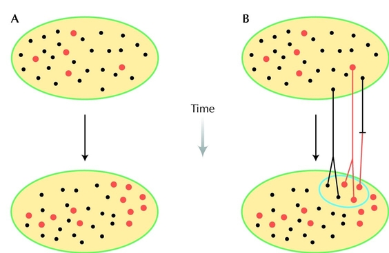 Figure 28.1 - Theory is used in two ways in evolutionary biology.