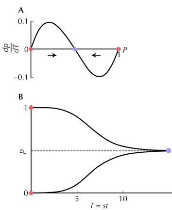 Figure 28.12 - If heterozygotes have a selective advantage s over either homozygote, a stable polymorphism is maintained.