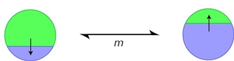 Figure 28.14 - Allele Q (green) is favored in deme 1, and allele P (purple) is favored in deme 2.