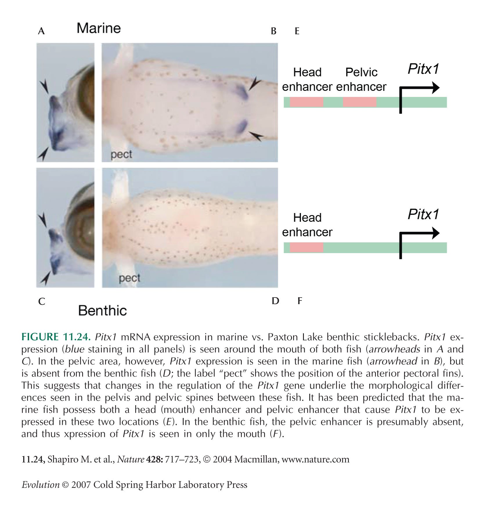 Pitx1_hornsili_Barton