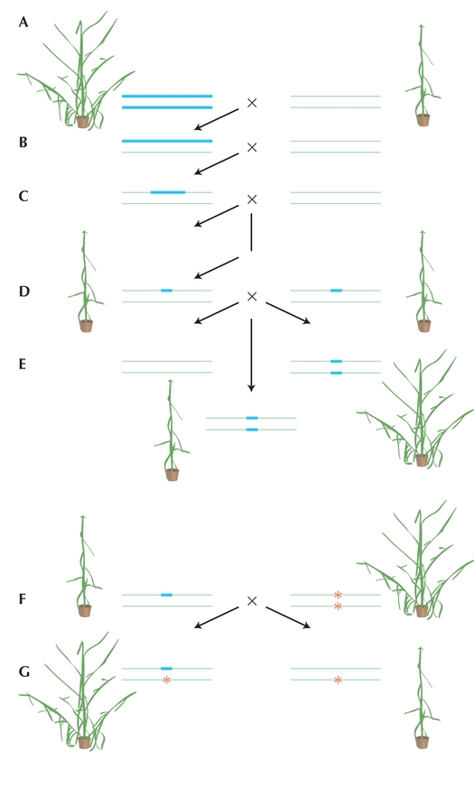 Figure WN14.3 - Location of a QTL using the complementation method.