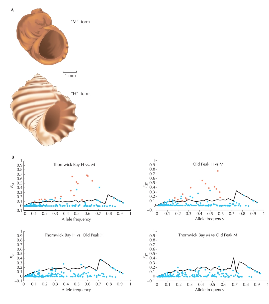 Figure WN16.1 - (A) The periwinkle Littorina saxatilis has evolved two forms, called H and M, which are adapted to upper shore and lower shore, respectively.