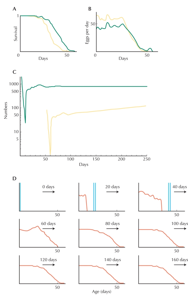 Figure WN17.1 - Age structure in a Drosophila population.