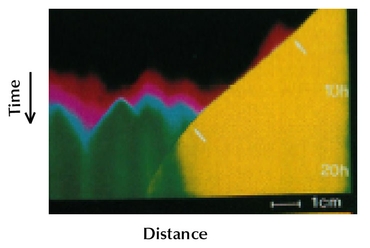 Figure WN18.3 - The rate of spread of replicating RNA molecules along a capillary tube.