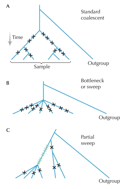 Figure WN19.3 - Deviations from the standard model of neutral evolution can be detected by comparing different measures of genetic diversity.