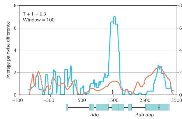 Figure WN19.5 - Nucleotide diversity is increased in a narrow region around the F/S polymorphism in the Adh of Drosophila melanogaster.