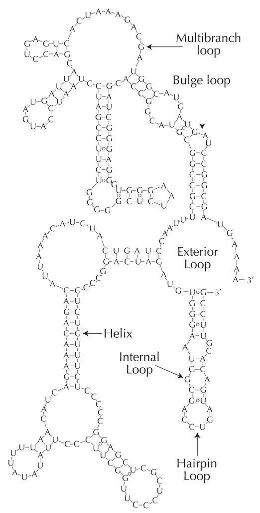 Figure WN20.2 - The structure of RNA molecules is maintained by pairing between complementary sequences.