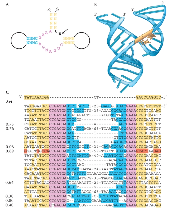 Figure WN20.3 - De novo evolution of the hammerhead ribozyme.
