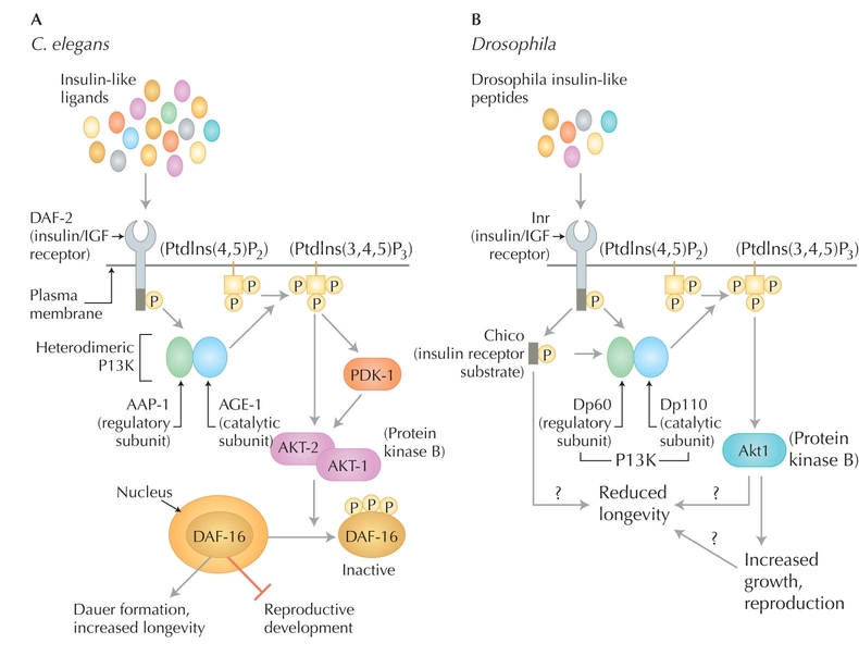 Figure WN20.6 - A comparison of the insulin/IGF signaling pathways in Caenorhabditis elegans (A) and Drosophila melanogaster (B).