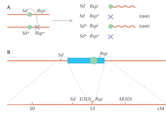 Figure WN21.1 - (A) The SD haplotype consists of a cluster of alleles near the centromere of the second chromosome of Drosophila melanogaster.