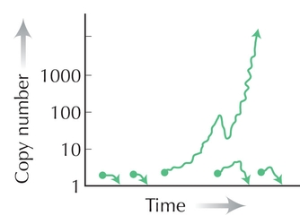 Figure WN21.3 - The numbers of an array of tandem repeats drifts at random, as a result of the processes described in Fig. 12.18.