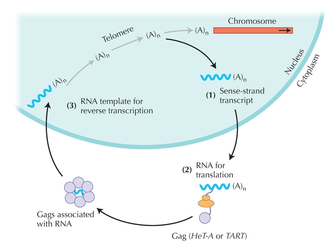 Figure WN21.4 - Drosophila telomeres consist of long arrays of two non-LTR retrotransposons, HeT-A (dark arrows) and TART (gray arrows).