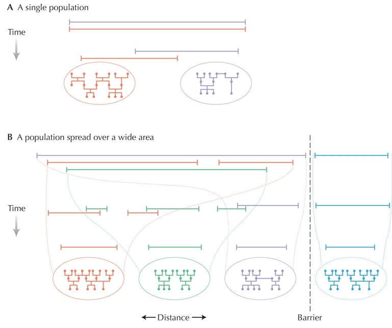 Figure WN22.1 - Individuals that have been produced by sexual reproduction quickly come to share ancestry.