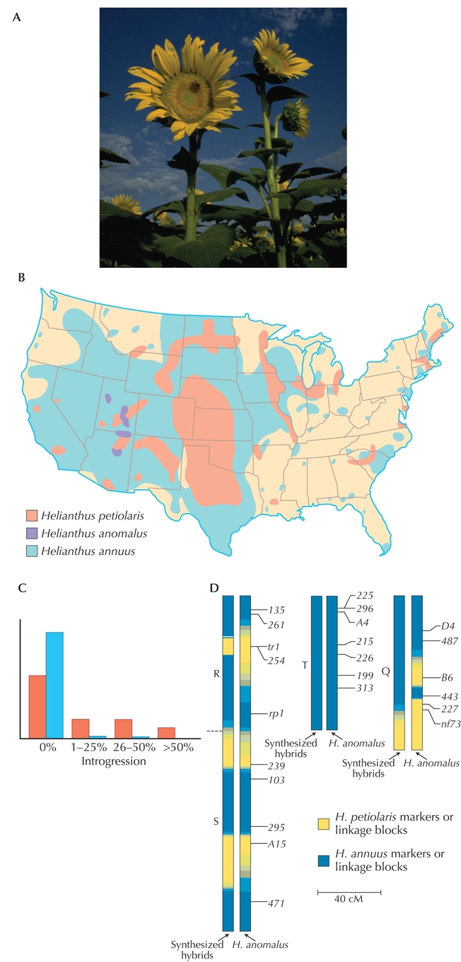 Figure WN22.4 - Hybrid speciation in Helianthus.