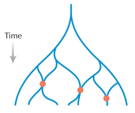 Figure WN22.5 - If hybrid speciation were widespread, species would typically descend from several parental lines and not just one.