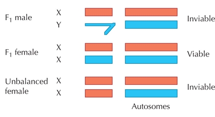 Figure WN22.6 - The dominance theory can be tested by constructing “unbalanced” females, which carry two X chromosomes from the same species.