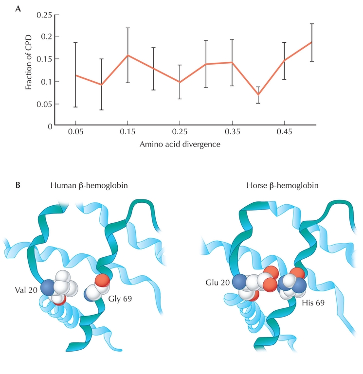 Figure WN22.9 - (A) The proportion of amino acid substitutions in a nonhuman species that would cause disease if present in humans (i.e., the fraction of compensated pathogenic deviations [CPDs]) plotted against amino acid divergence.