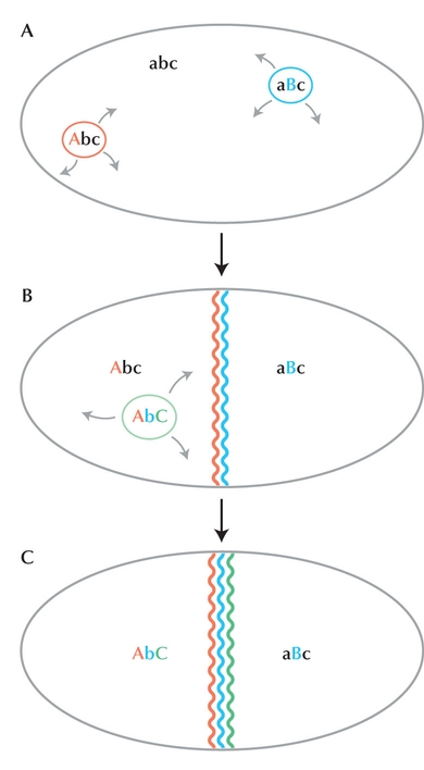 Figure WN22.10 - Dobzhansky–Muller divergence within a population spread over a broad area (i.e., in parapatry).