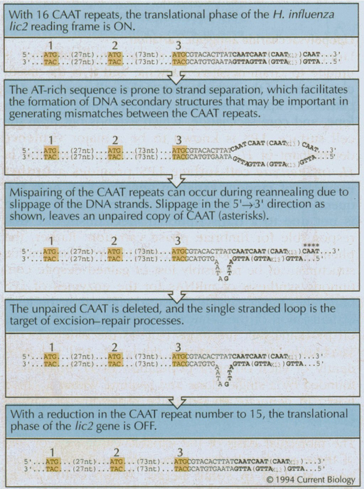 Figure WN23.4 - Possible mutational mechanism responsible for LPS phase variation in H. influenzae, based on slipped-strand mispairing (Levinson and Gutman 1987; Weiser et al. 1989).