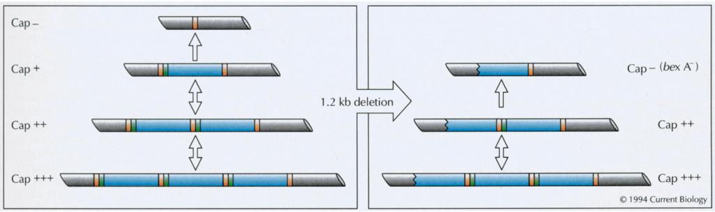 Figure WN23.5 - The capsulation locus cap is a compound transposon (Kroll et al. 1991).