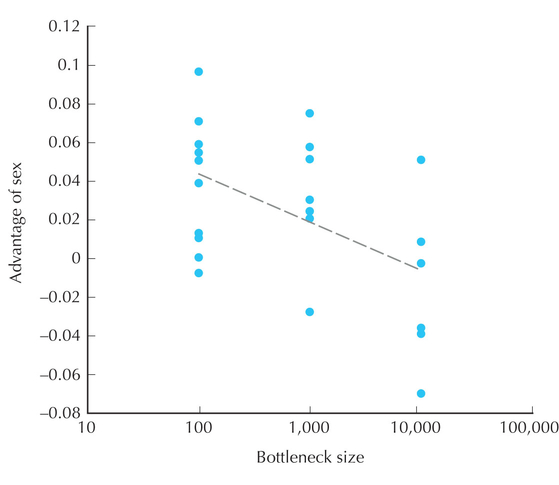 Figure WN23.8 - Sexual reproduction increased adaptation of bacteriophage φ6 to high temperature only if the starting population passed through a small bottleneck.