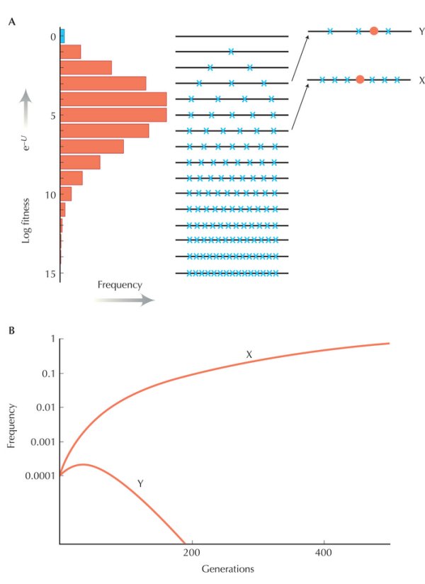 Figure WN23.9 - In an asexual population, deleterious mutations hitchhike to fixation along with favorable mutations.