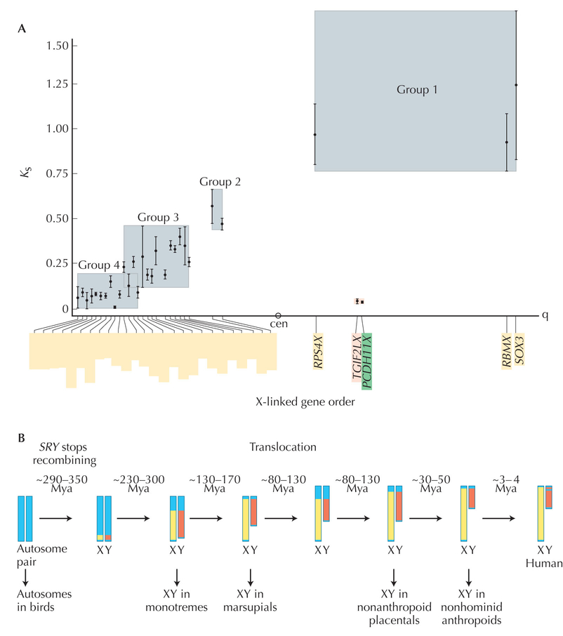 Figure WN23.11 - The evolution of the human Y chromosome can be traced by comparing its sequence with the X chromosome.