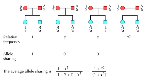 Figure WN26.1 - The four possible genotypes of family that can be produced when one parent is heterozygous.