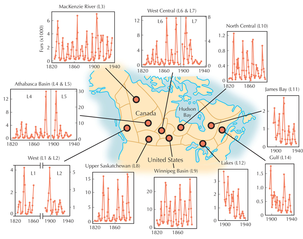 Figure WN28.1 - Numbers of snowshoe hares (Lepus americanus) and lynx (Lynx canadensis) fluctuate in 10-year cycles.