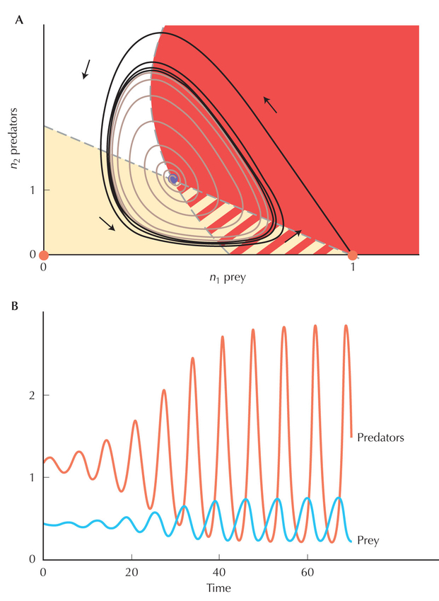 Figure WN28.3 - A stable limit cycle in abundance of predator and prey.