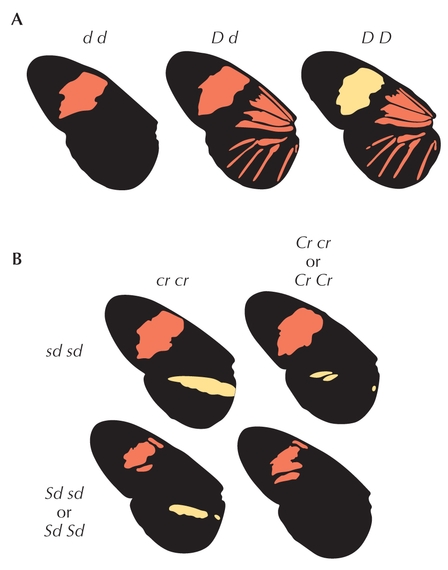 Figure P16.1